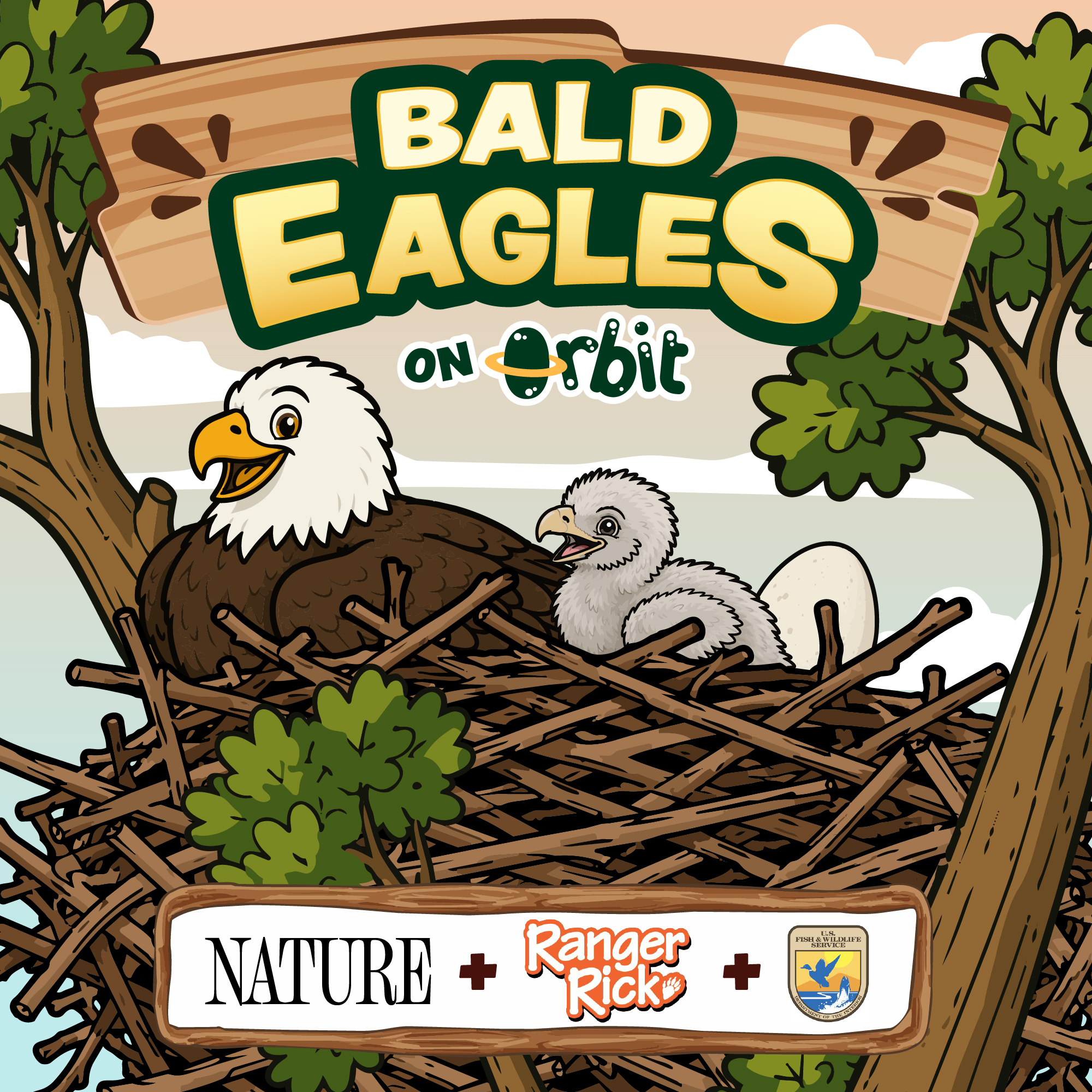 How do baby bald eagles learn to fly?