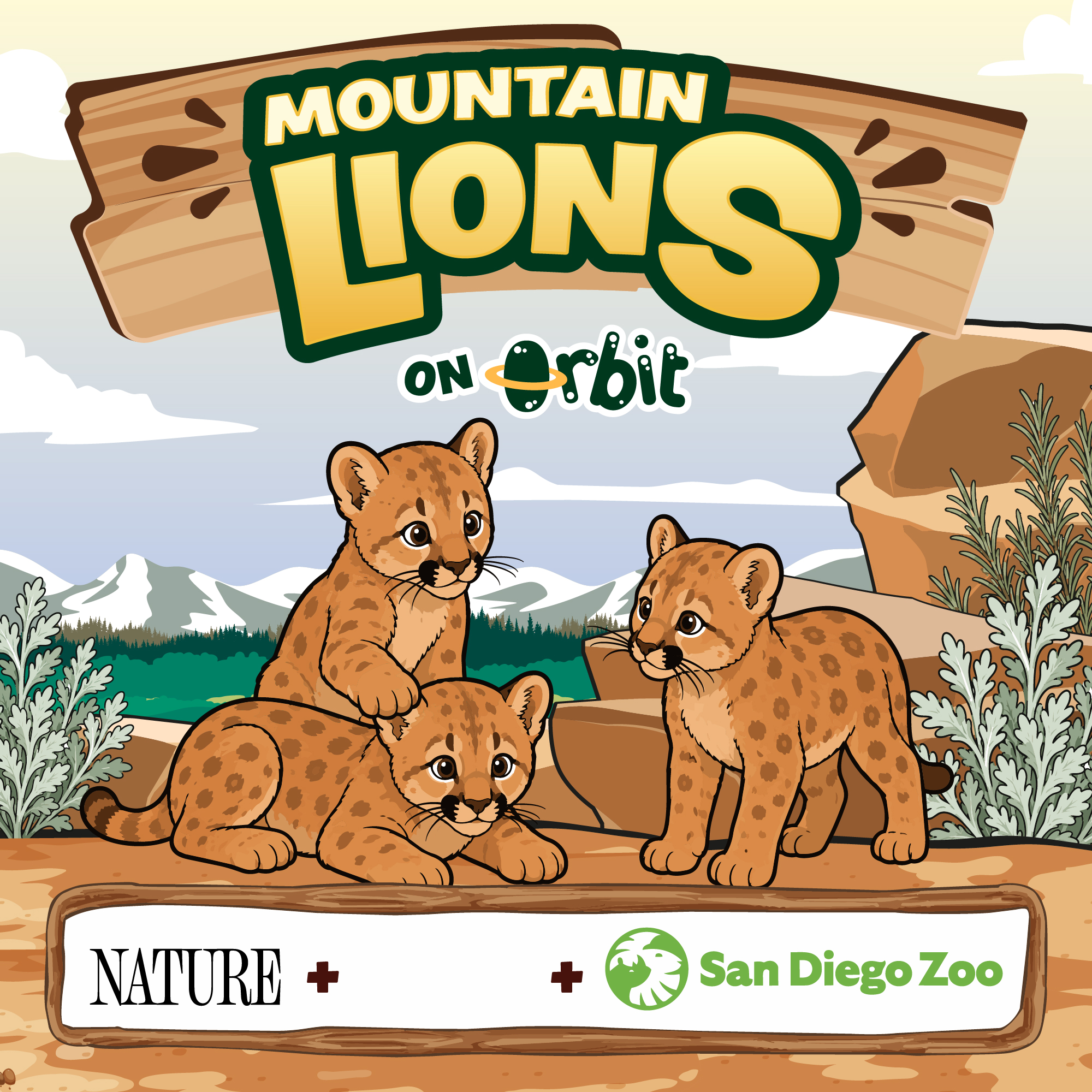 The race to save mountain lion cubs!