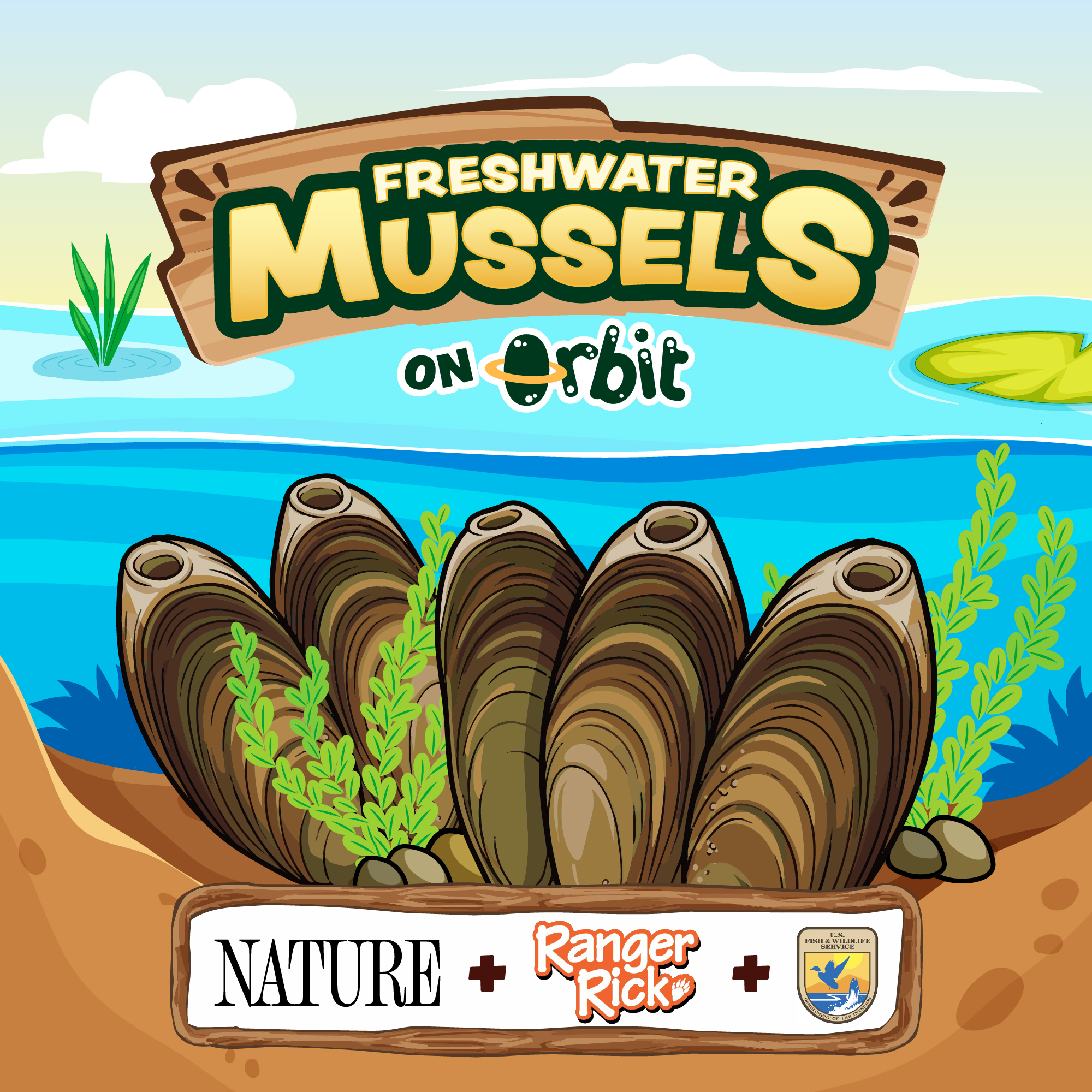 How do tiny mussels clean rivers?